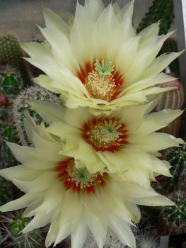 Echinocereus papillosus